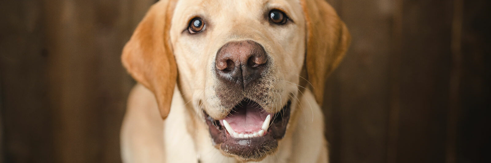 Close up of a Yellow Lab's face