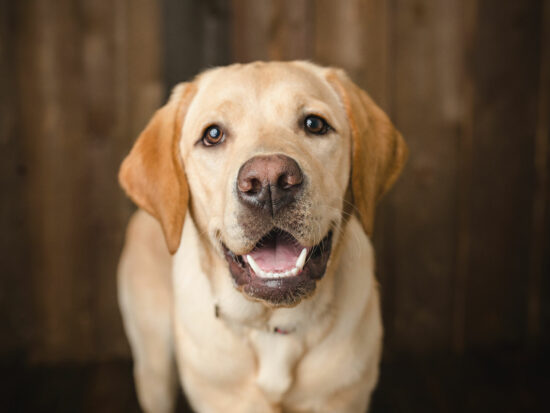 Close up of a Yellow Lab's face
