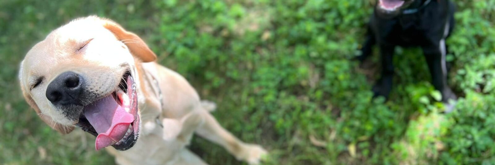 Yellow and black Labrador dogs in green grass