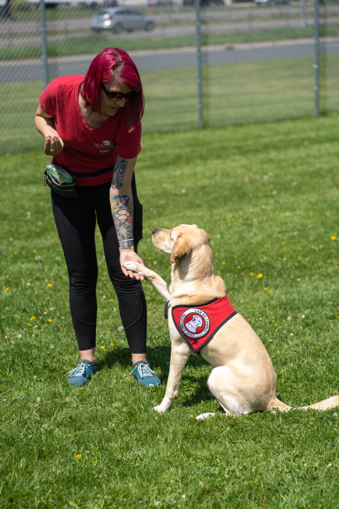 Yellow lab in service dog cape and woman practice the dog giving their paw