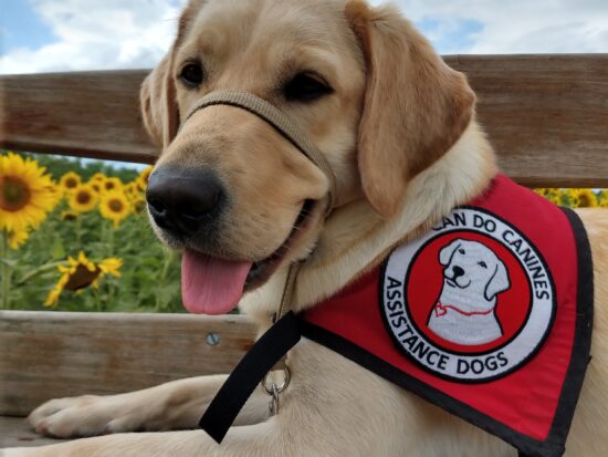 Yellow lab in assistance dog cape in front of sunflowers