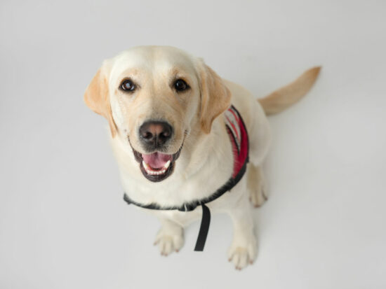 yellow Lab dog looking up at the camera while seated against a light grey backdrop