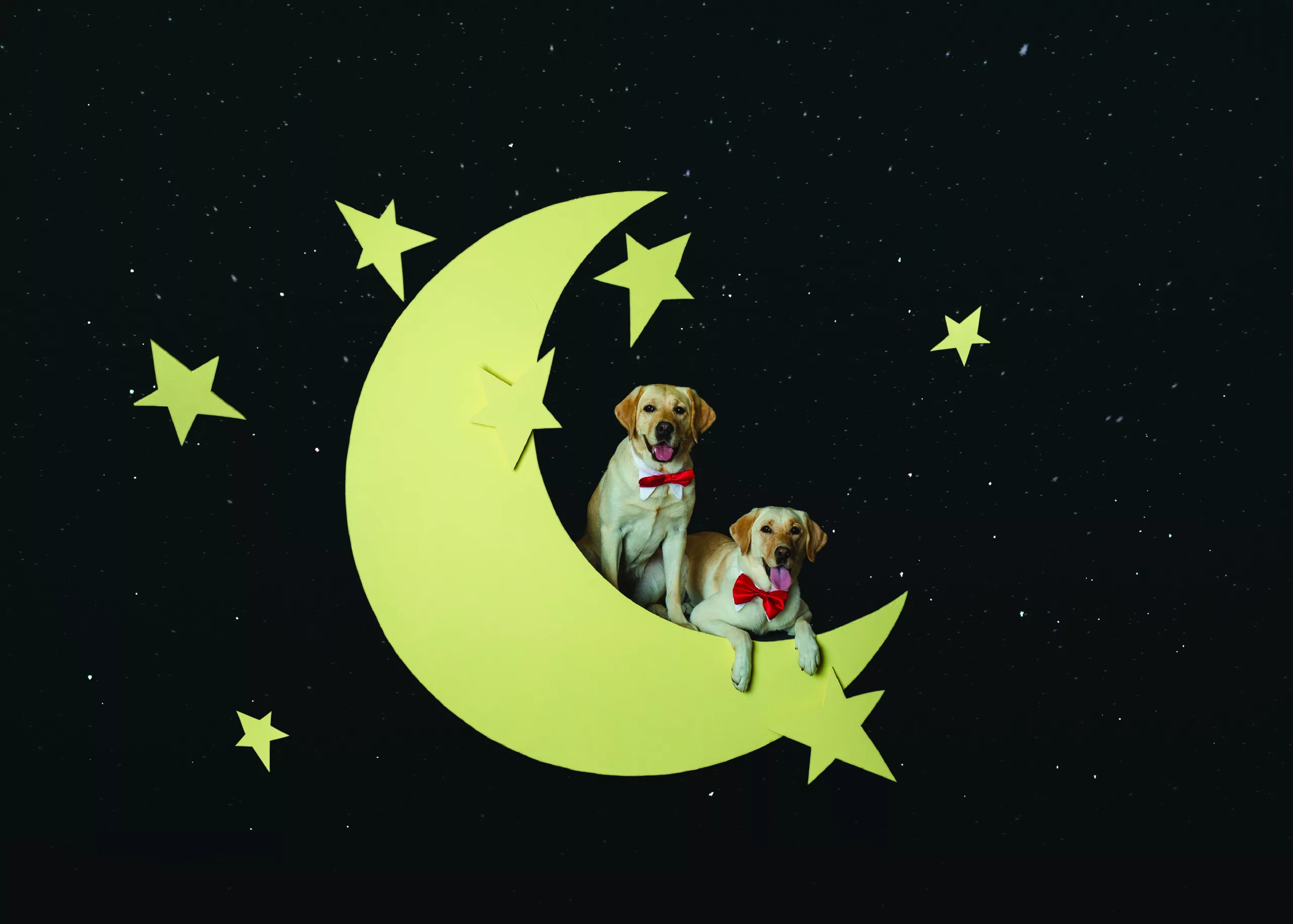 Two yellow Lab dogs wearing red bow ties and sitting on a crescent moon with stars around