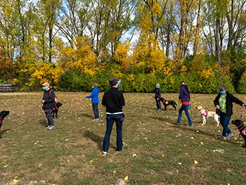 group of people training dogs on leashes outside