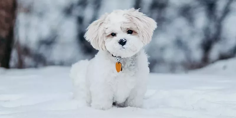 Small white fluffy dog sitting on a snowy path.