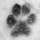 dog paw print in snow