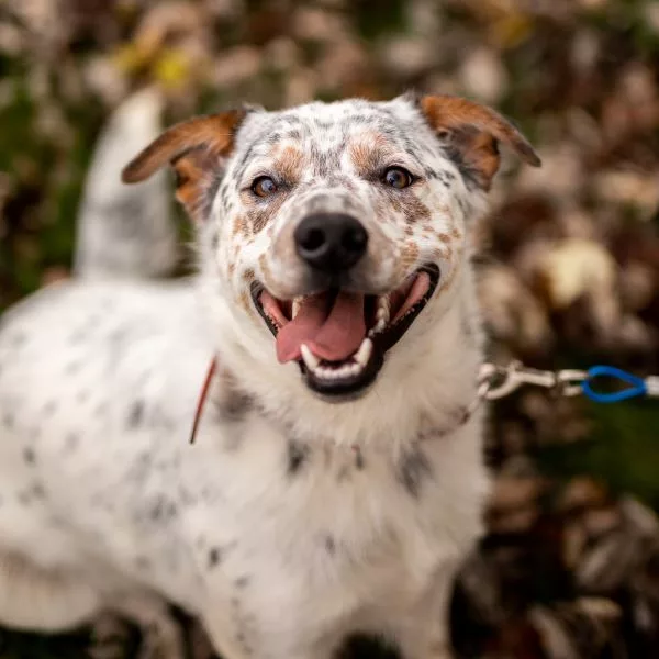 Cattle dog looking up at the camera with their mouth open.