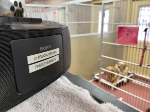 Boom box in foreground with sticker on it for Classical MPR 99.5 and two dogs in kennel behind it