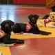 Four Labrador service dogs each lying on a small blanket, looking at the camera