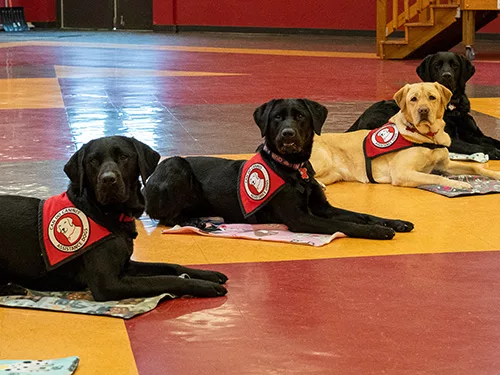 Four Labrador service dogs each lying on a small blanket, looking at the camera