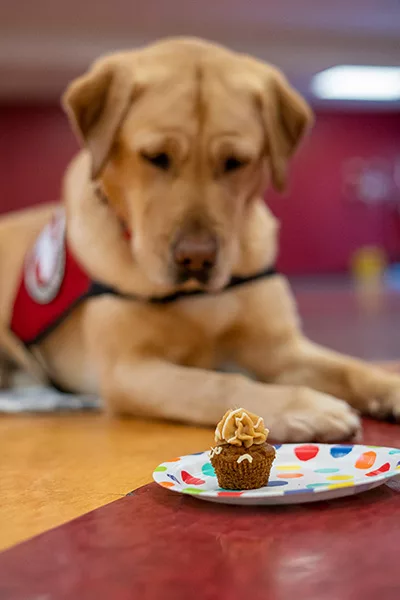 yellow Lab service dog lying down and staring at small cupcake on plate in front of her
