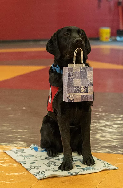 black Lab service dog holding gift bag in his mouth