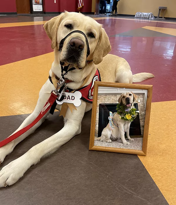 yellow Lab dog wearing service cape lying next to a framed photo of a pregnant yellow Lab dog