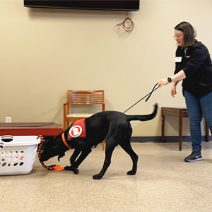 Black lab tugging a laundry basket.