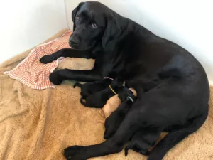 Black Lab dog nursing young puppies