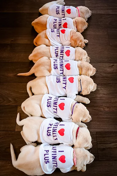 Nine yellow Lab puppies lying side by side wearing baby onesies that say I (heart) Affinity Plus