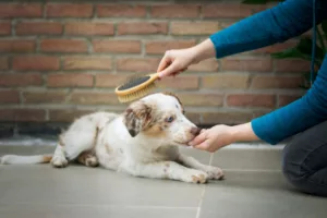 person's hand shown brushing medium-sized dog that is lying down while also giving dog a treat