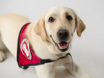 yellow Lab wearing a red Can Do Canines cape