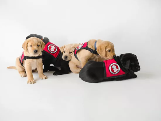 Litter of young lab puppies wearing tiny Can Do Canines capes