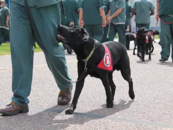 inmate walking a black Lab wearing a red Can Do Canines cape