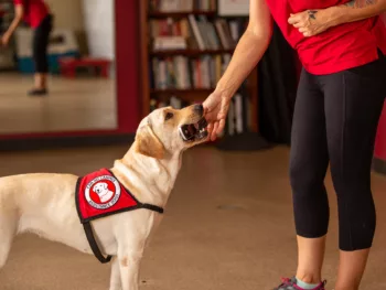 yellow Lab wearing a red Can Do Canines cape retrieves a phone