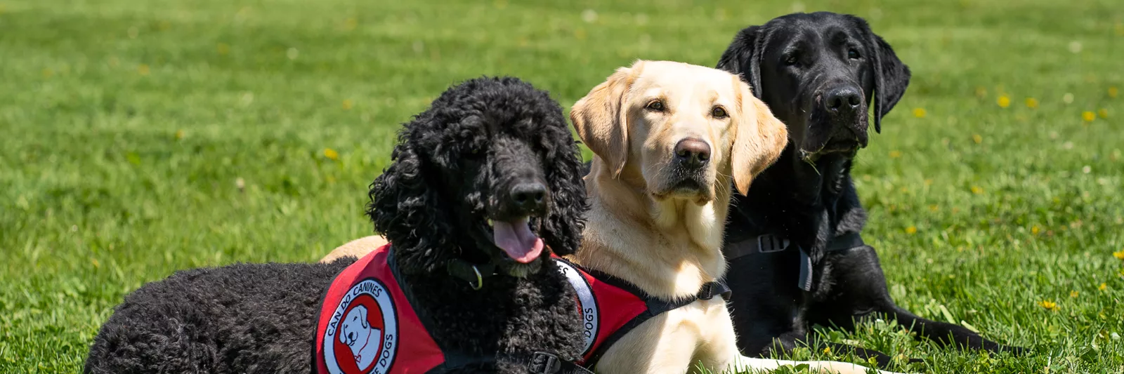 black Poodle, yellow Lab, and black Lab laying down in the grass