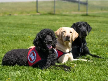black Poodle, yellow Lab, and black Lab laying down in the grass