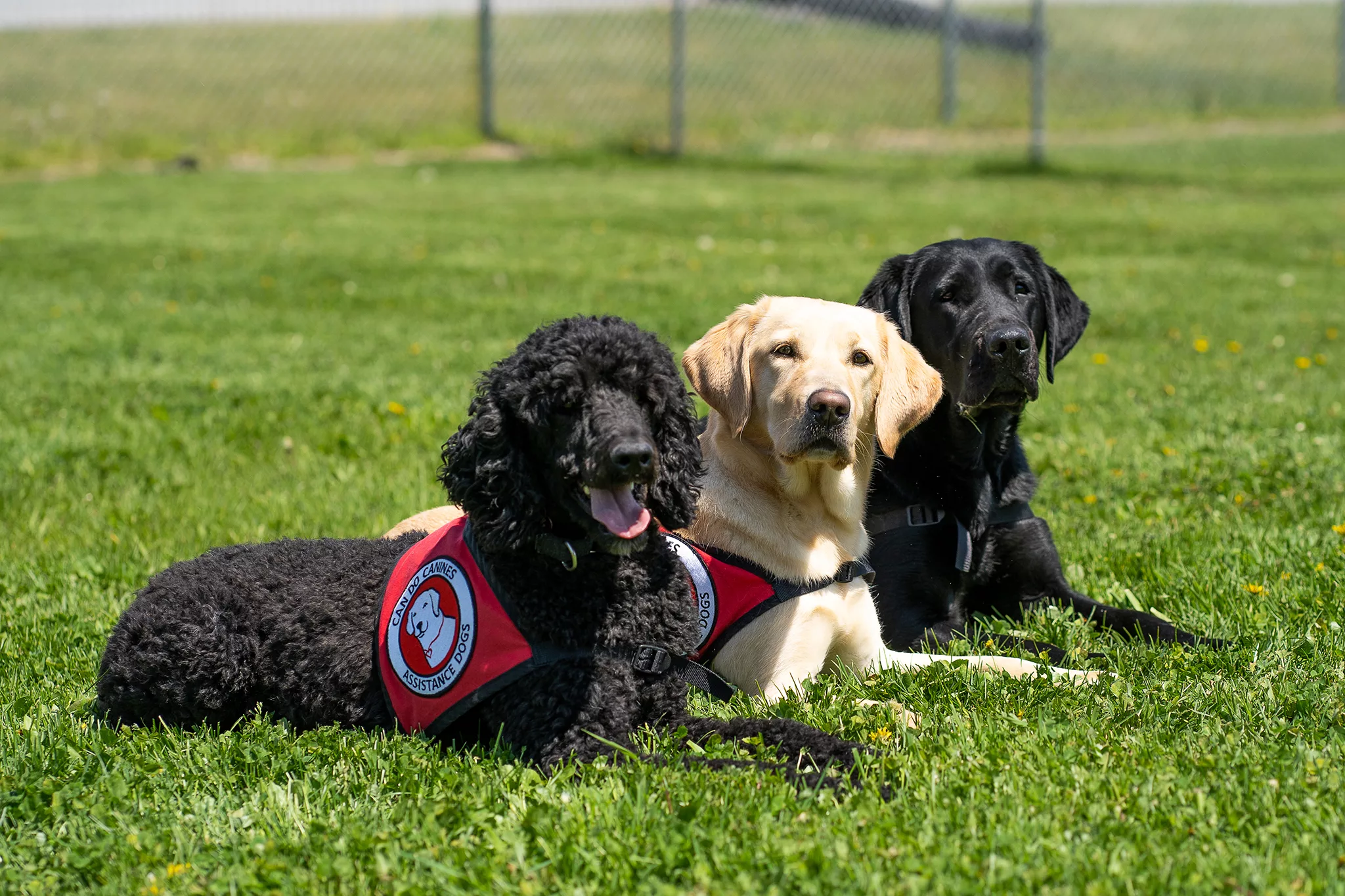 black Poodle, yellow Lab, and black Lab laying down in the grass