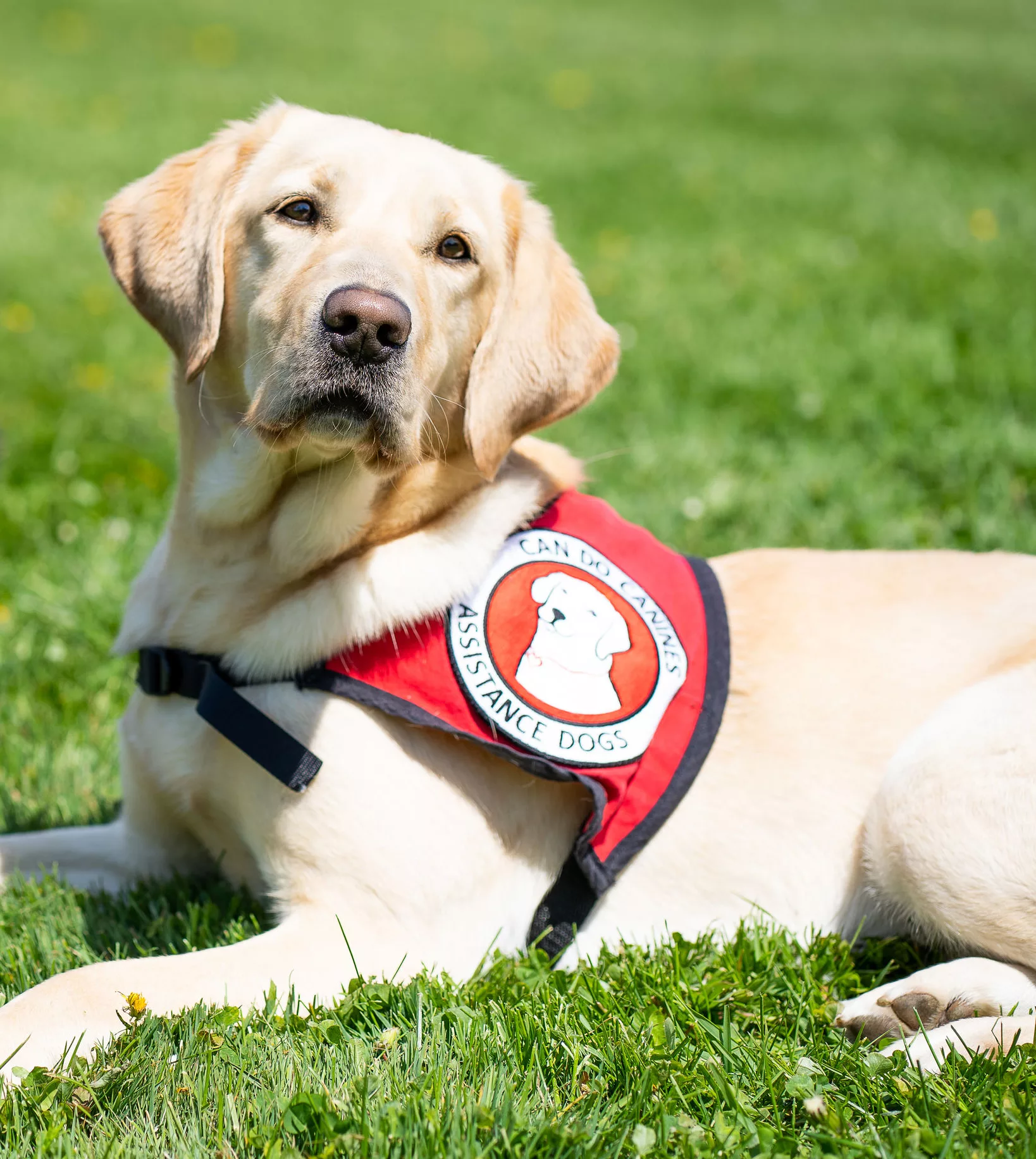 yellow Lab dog wearing Can Do Canines assistance dog cape and lying in grass looking alert at the camera