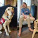 Left side is Yellow Lab service dog wearing Can Do Canines cape and right side is that dog lying on the floor in front of blond boy sitting in chair