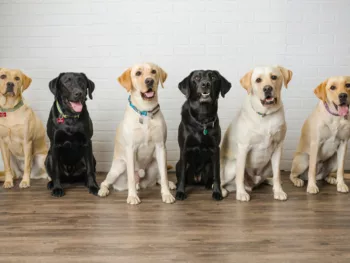 group of black and yellow Labs lined up against a white backdrop.
