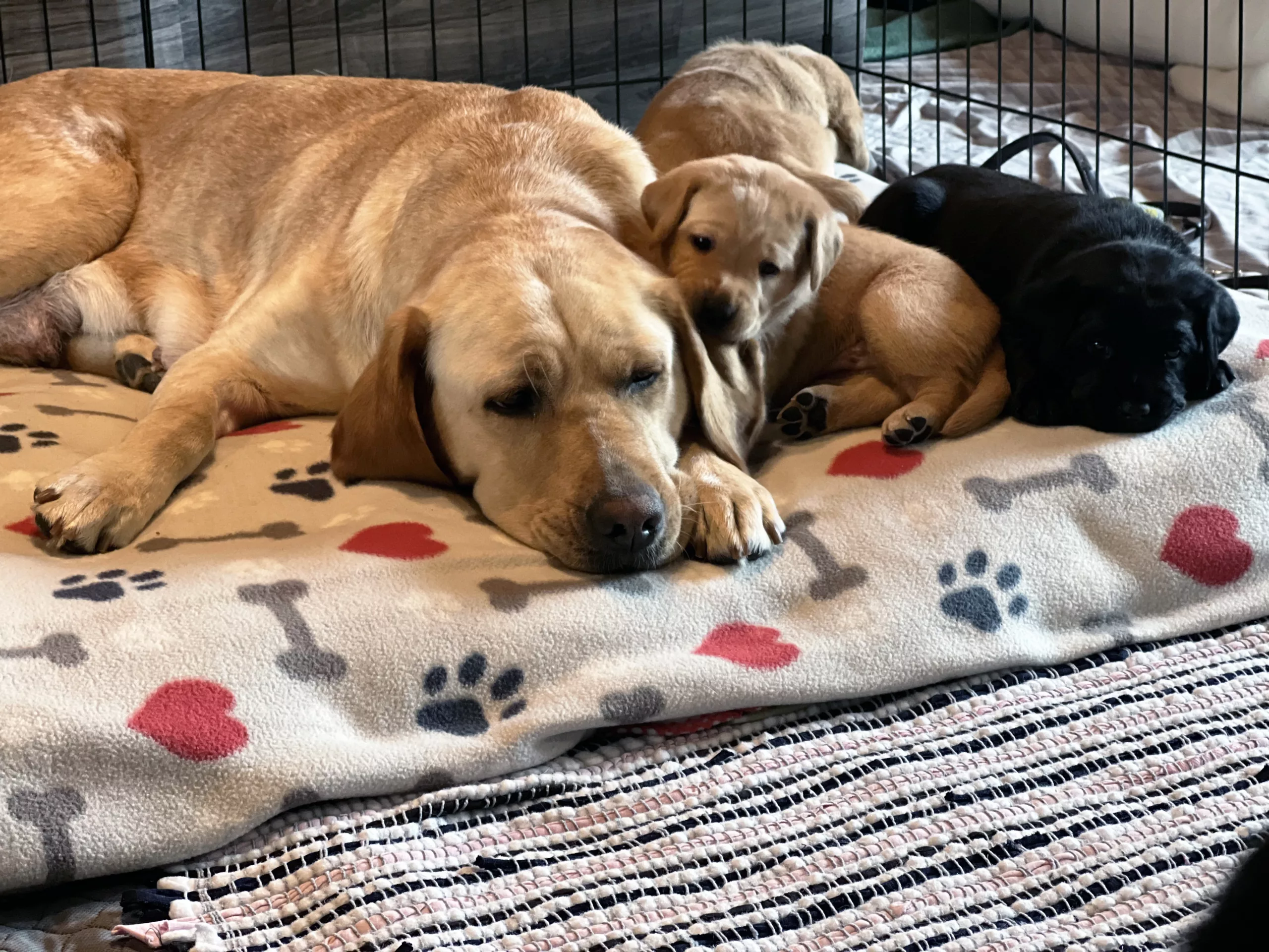 yellow Lab dog lying on blanket with some yellow and black young puppies lying near her