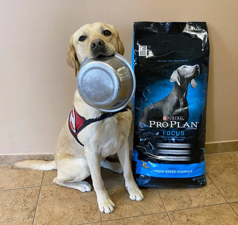 yellow Lab wearing service dog cape, holding food bowl in mouth and sitting next to dog food bag