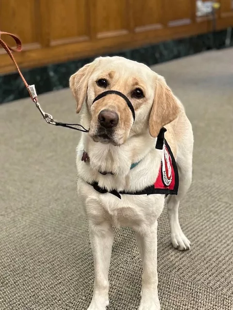 Yellow Lab dog wearing a red service cape and a gentle leader on its snout