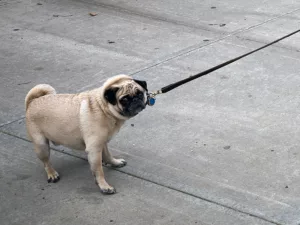 Pug dog on sidewalk pulling on leash