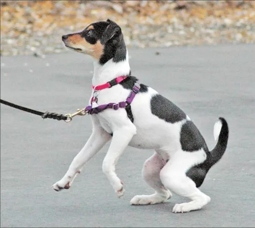 Small black and white dog on a sidewalk, leash is clipped to a harness at its chest