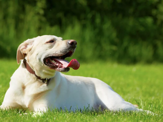 Yellow labrador laying in grass, panting with their tongue out.