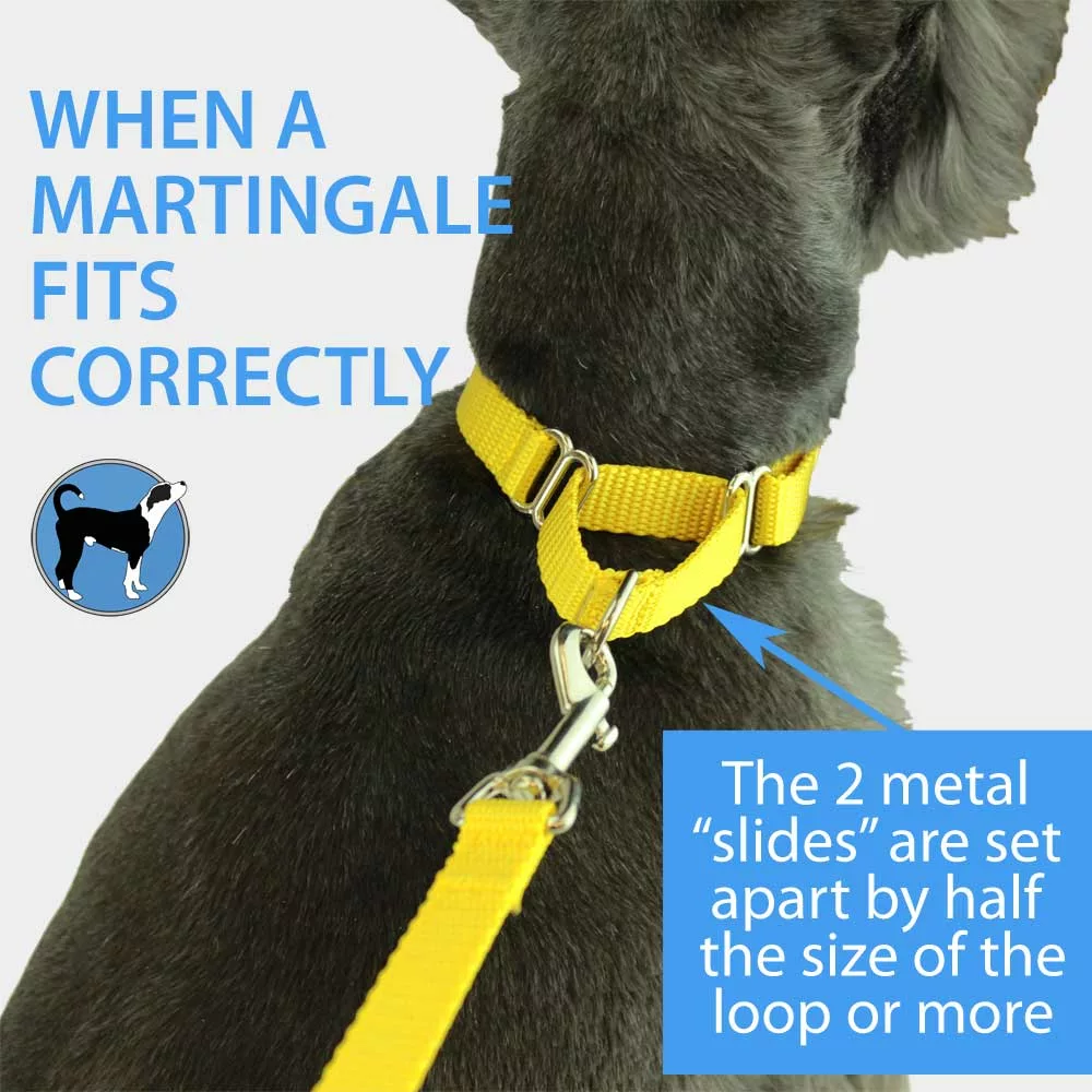 a martingale style of dog collar on a black dog, with text: When a martingale fits correctly he 2 metal slides are set apart by half the size of the loop or more"