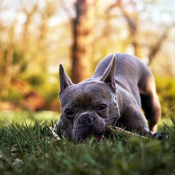 medium-sized brown dog chewing on stick in grass