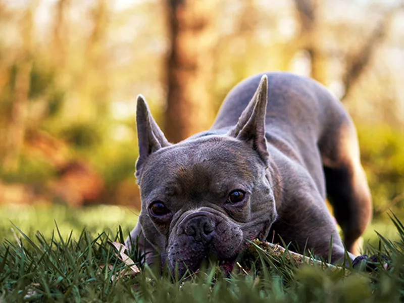 what-if-my-dog-eats-grass-sticks-or-leaves-can-do-canines