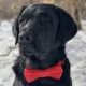 headshot of black Lab dog wearing red bow tie, glancing off to side while outside in the snow
