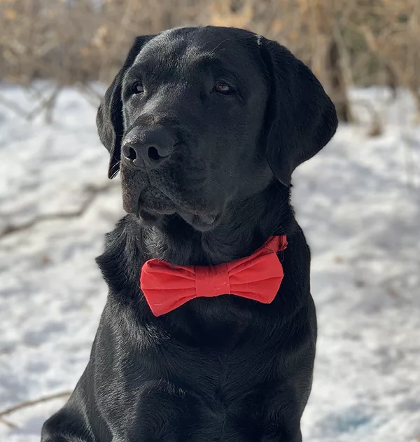 headshot of black Lab dog wearing red bow tie, glancing off to side while outside in the snow