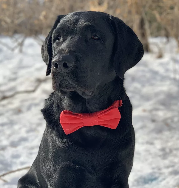 Labrador bow outlet tie