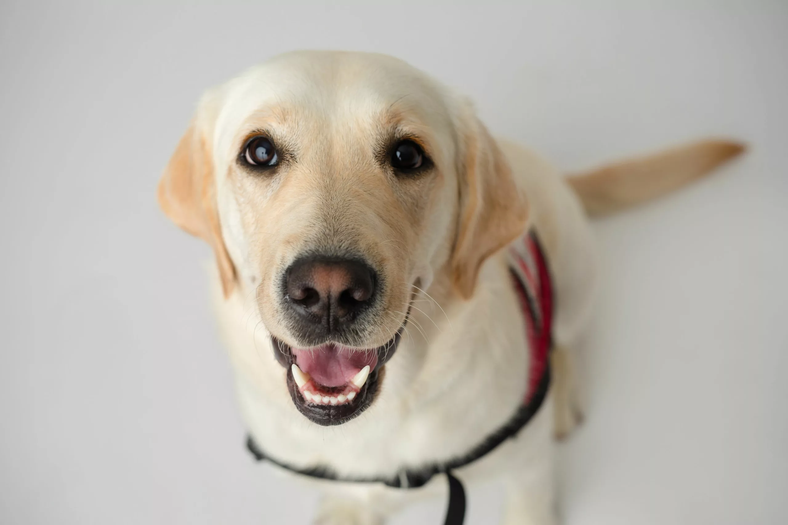yellow Lab dog wearing a service dog cape and smiling at camera