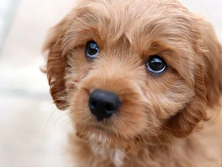 headshot of small dog looking up with sad eyes