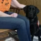 black Lab service dog sitting near a person who has their hand on the dog's head