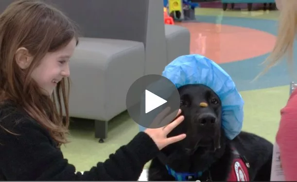 Video  image of girl putting a kibble on nose of black Lab service dog wearing a surgical cap