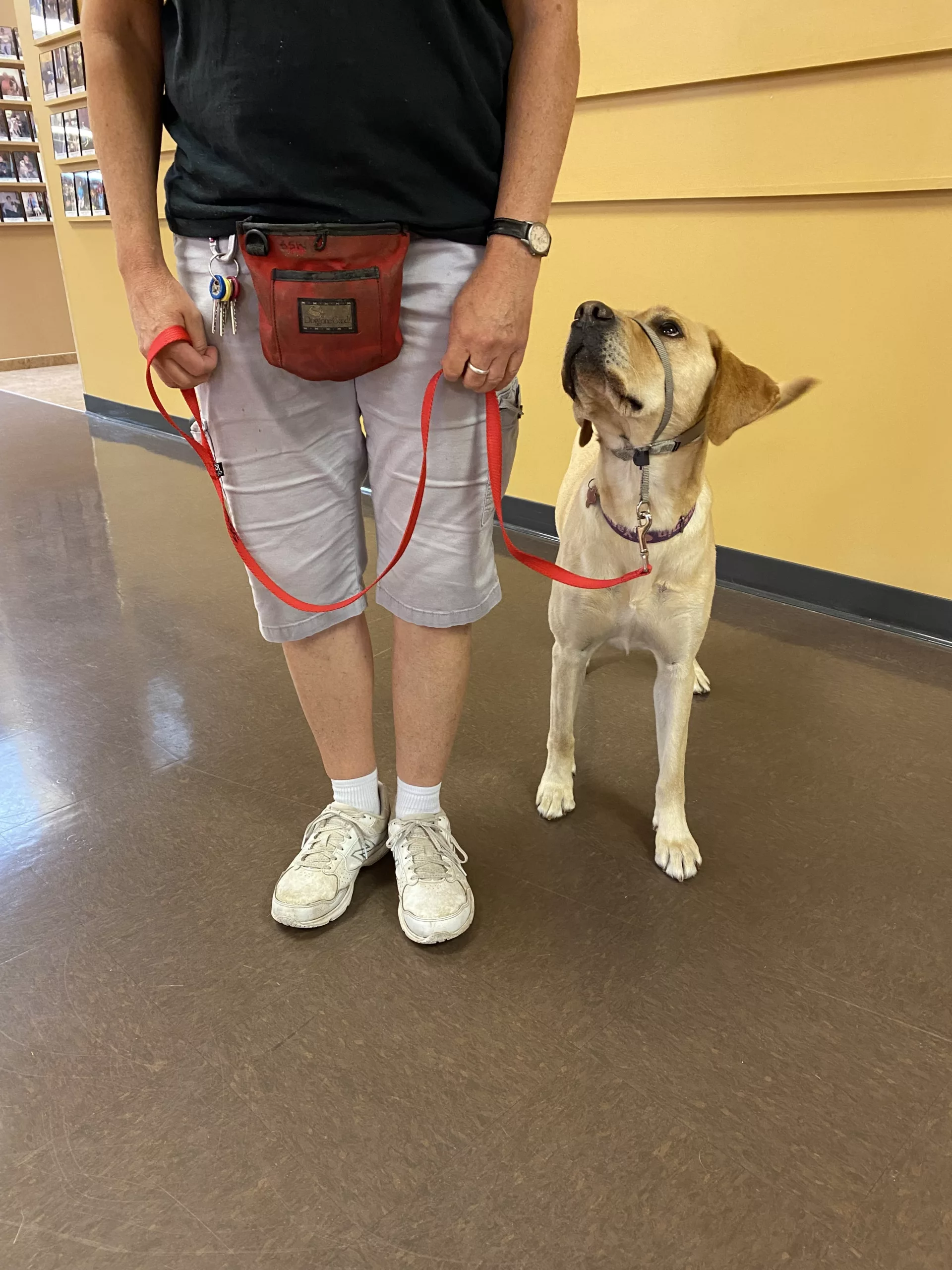 Bottom half of woman indoors, loosely holding leashed yellow Lab dog (with two hands lightly on separate parts of leash), who is looking at her.