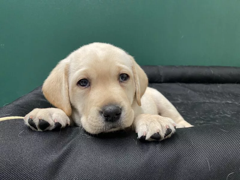Young yellow Lab puppy lying on black mat looking wih sad eyes at the camera