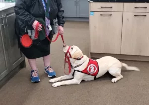 yellow Lab dog wearing red Can Do Canines service cape lying down in store in front of person standing in front of her